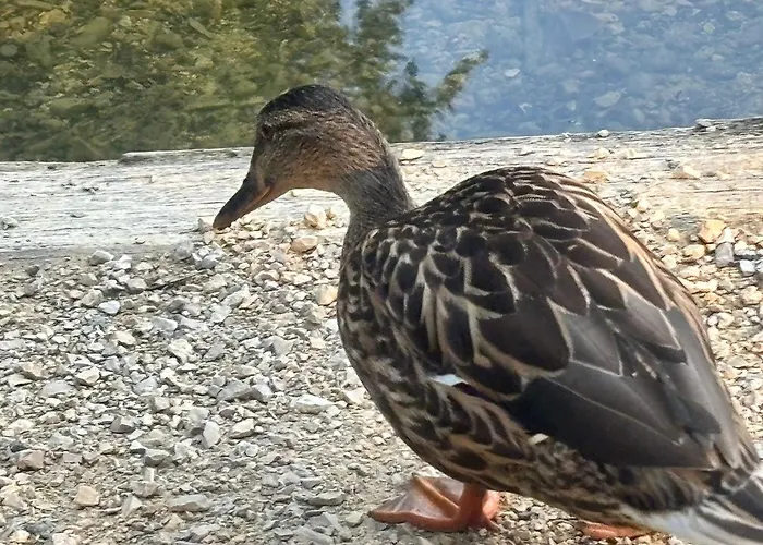 Appartement Seenaehe 300 Meter 126 Qm Wohnflaeche 6 Betten