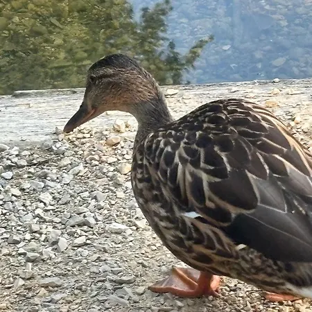 Lejlighed Seenaehe 300 Meter 126 Qm Wohnflaeche 6 Betten