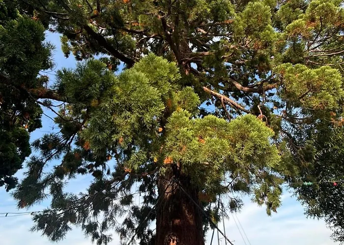 Seenaehe 300 Meter 126 Qm Wohnflaeche 6 Betten Lejlighed Rorschacherberg